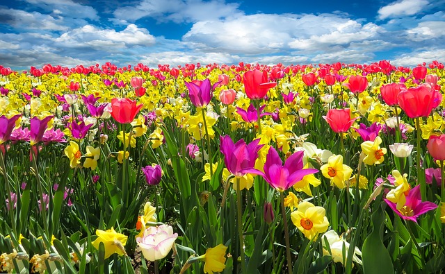 Come coltivare le fresie? Sono i fiori più colorati della primavera