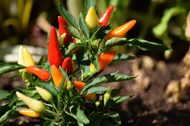 Come coltivare il peperoncino in casa? Serve solo tanta luce e calore