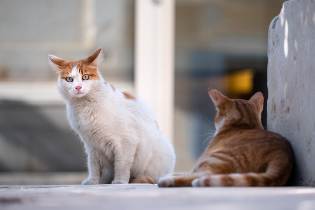 Come togliere tutti i peli di cani e gatti dai vestiti, senza stress