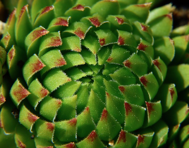 Come coltivare l’Haworthia? La pianta grassa che sembra una rosetta