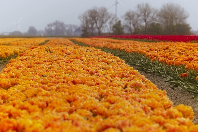 Si possono lasciare i bulbi di tulipano nel terreno? A volte rifioriscono