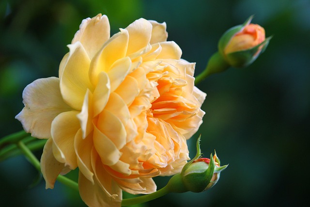 Come coltivare le tamerici? Le piante che colorano di rosa il giardino