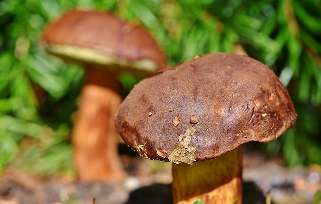 Dove raccogliere i funghi porcini in Italia? I 6 luoghi ideali