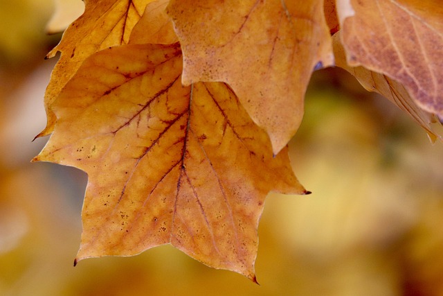 Perché le foglie cambiano colore in autunno? La spiegazione semplice