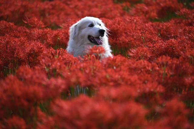 Coltivare il Giglio ragno rosso, il fiore giapponese dal significato spirituale