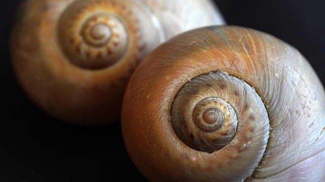 Come curare l’Eulychnia Castanea? La pianta grassa a spirale