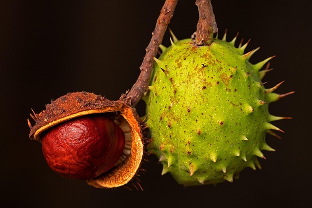 Dove si trovano i castagneti in Italia? I luoghi dove raccogliere castagne Dove si trovano i castagneti in Italia? I luoghi dove raccogliere castagne