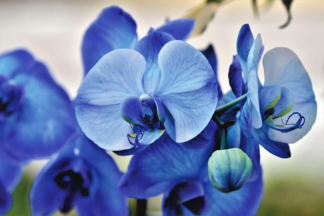 La pianta Caryopteris dai fiori blu-viola ravviva giardini e balconi La pianta Caryopteris dai fiori blu-viola ravviva giardini e balconi