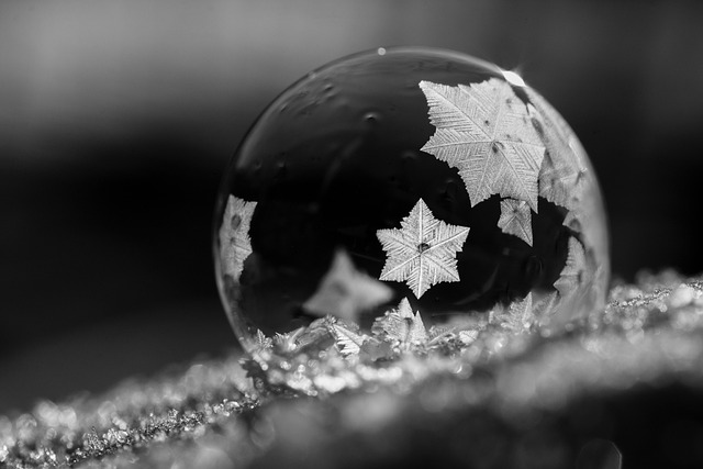Le 6 piante che resistono al freddo e restano belle in autunno e inverno