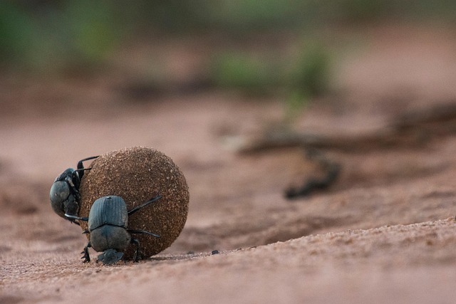 Sembra una farfalla ma è un parassita, è l’insetto lanterna maculata
