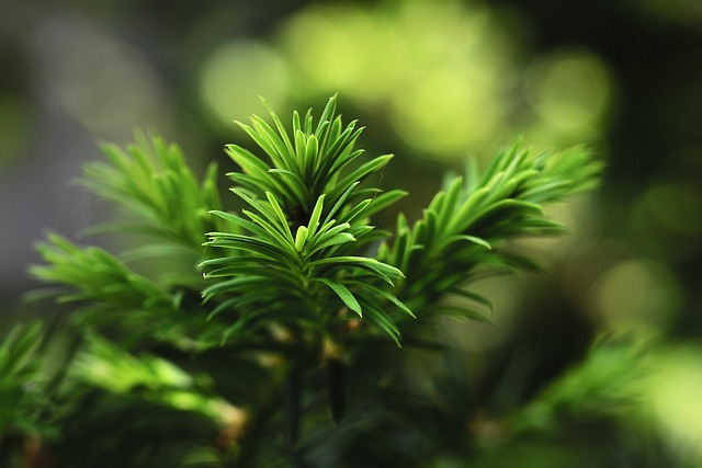 Tarlo asiatico, il parassita degli alberi che va immediatamente segnalato